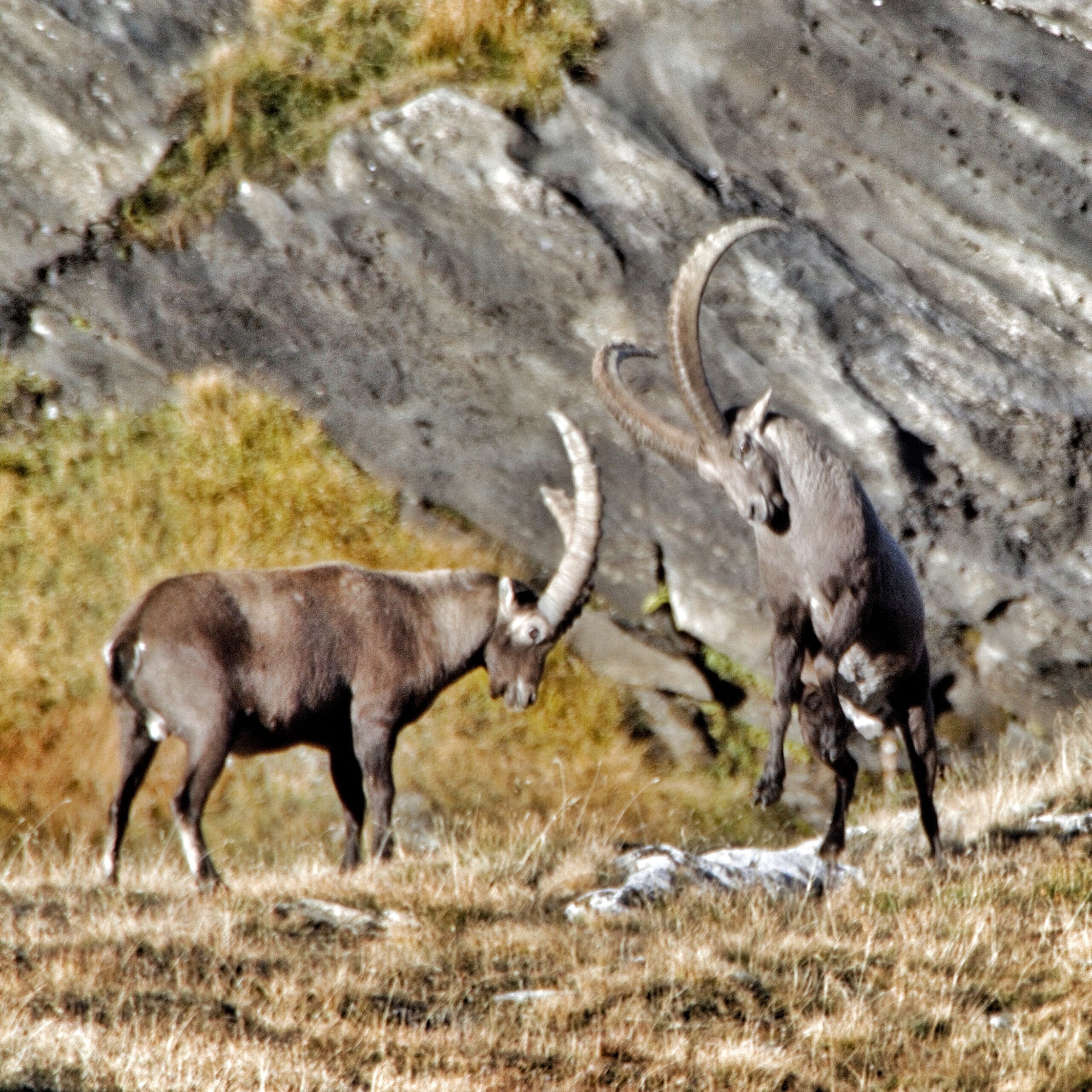 randonnée observation faune saugage